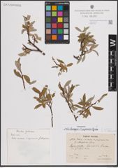 Foto von Salix eleagnos Scop. x Salix pyrenaica Gouan